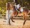 A horse with a rider in the saddle gallops quickly through the arena on a sunny summer day. Equestrian sports. Horse riding. Photo