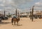 Horse riders on the sandy streets of El RociÌo, Andalucia, Spain