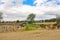 Horse riders with their horses going to the corral