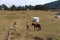 Horse riding activity in Sanasar, India, a popular hill station during the winter season