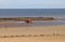 Horse-riding on the beach at Titchwell