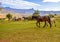 Horse riding in Drakensberg Maluti mountains in South Africa