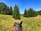 Horse riding in nature