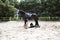 Horse riding. Rider injury while riding a horse