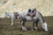 Horse Riding to Rainbow Mountain