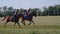 Horse riding at training center, two women are competing