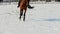 Horse riding - woman rider in a helmet galloping on a horse in a circle