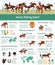 Horse Rising Infographics