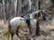 Horse on the river Chillar-Nerja-Malaga-Andalusia Spain