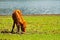 Horse roaming free at Shudu Lake at Shangri-la