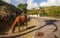 Horse roaming free in St Martin