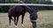 Horse roaming in zoo or farmhouse animals life lands of animal animal world black horses race or their habitat