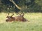 Horse rolling in field