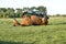 Horse rolling on grass