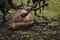 Horse rolling in the mud in an open grass field