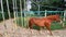 Horse run in a circle. Training horses, drive around by metallic carousel