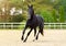 Horse run gallop in sand. A black thoroughbred sports stallion. Summer light. Front view. Equestrian sport. Trotter
