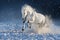 Horse run gallop in snow