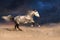 Horse run gallop at sunset