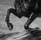 Horse run gallop on water. Legs of horse close up with splashes.