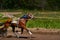 Horse run at high speed along the track of the racetrack.