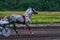 Horse run at high speed along the track of the racetrack. Competitions - horse racing