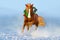 Horse run in snow. Christmas image