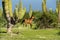 Horse running in baja california sur giant cactus in desert