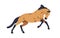 Horse running fast, galloping. Stallion, equine animal in movement, action. Buckskin bicolor steed, mustang, racehorse