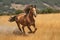 a horse running through a field of tall grass