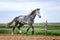 Horse running free on the pasture.