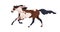 Horse running, gallop trait. Wild spotted stallion of piebald breed, moving at fast speed. Racehorse profile, side view