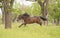 Horse running in the green forest