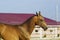 horse running in the paddock at the background of the house with red roof