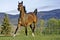 Horse running at pasture