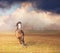 Horse running on pasture over storm sky