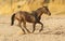 horse running on the sand