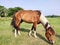 Horse running and standing and eating grass, long mane, brown horse galloping, brown horse standing in high grass in sunset light