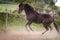 The horse runs in a circular fence.