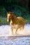 Horse runs gallop in water in summer time