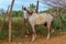 Horse in a rural tropical place