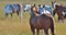 Horse\'s being affectionate in a field in Alberta