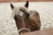 A horse`s eyes, horse.Photo of a pet close-up.