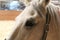 A horse`s eyes, horse.Photo of a pet close-up.