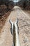 Horse`s head as viewed from his back. Road in Protected Area Miraflor, Nicarag