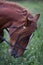 Horse`s head. Brown young horse. Close-up