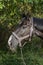 Horse`s head close-up in profile against the forest