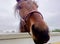 Horse`s head, close up, straight on, humorous