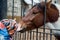 A horse`s head peeking out of a grille is stroked by a child at the zoo. The animal world