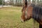 Horse`s head, pensive, close up, side view